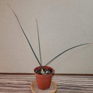 (Category: ) located in . Submitted by succacti (Listing ID 1233027819, Image 1). Description: .