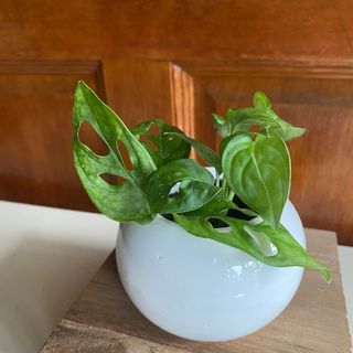 Baby plant with minimalist pot pokok murah hadiah