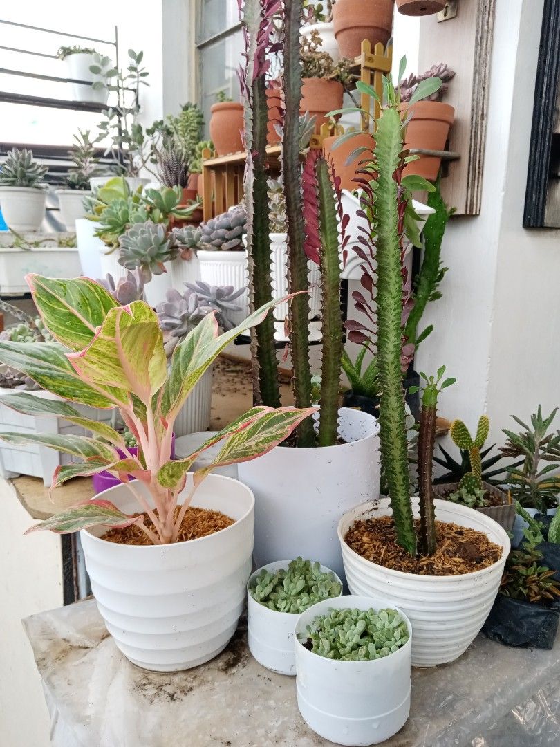 Big plants bundle, Furniture & Home Living, Gardening, Plants & Seeds on  Carousell