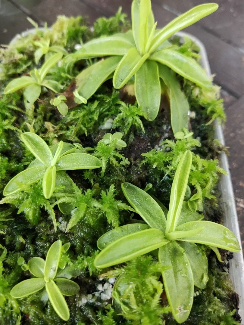 Butterwort Pinguicula primuflora carnivorous plant, Furniture & Home