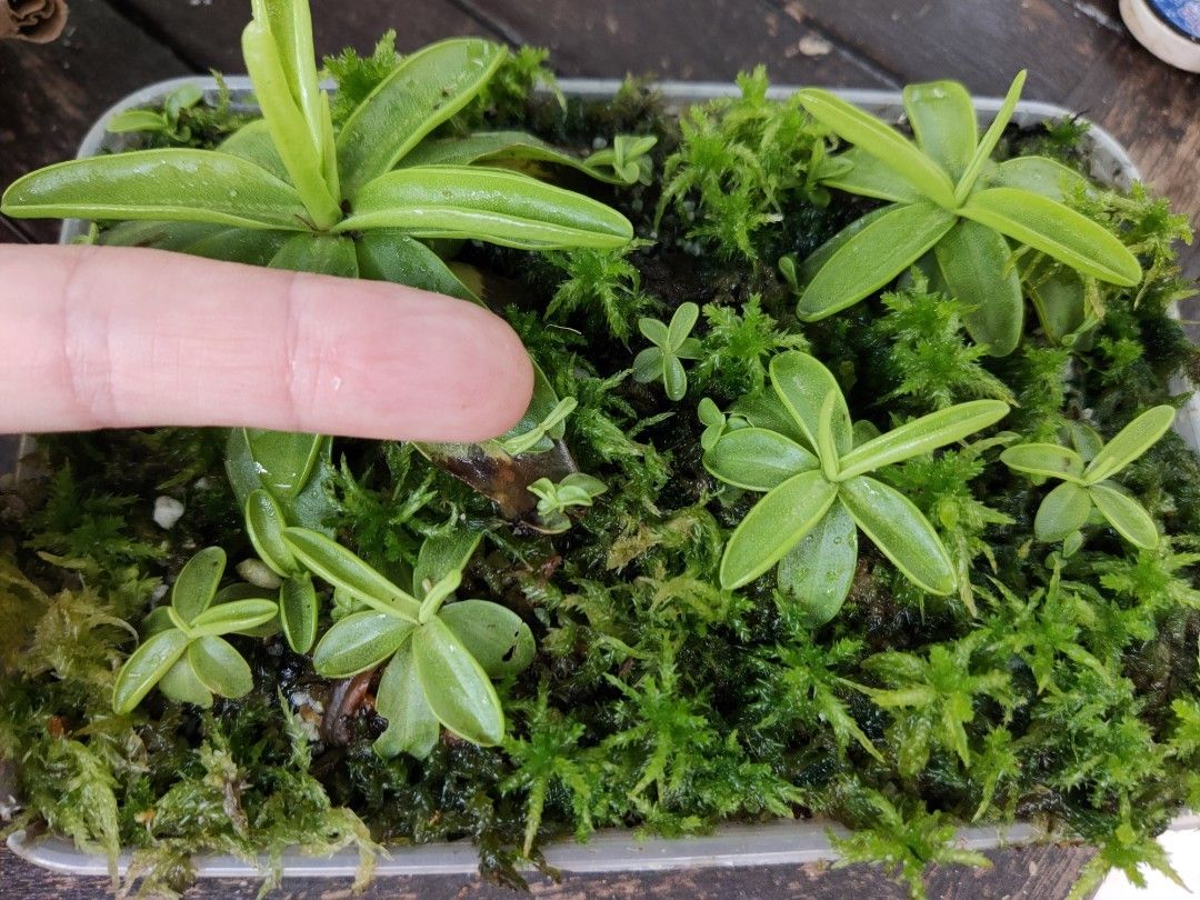 Butterwort Pinguicula primuflora carnivorous plant, Furniture & Home