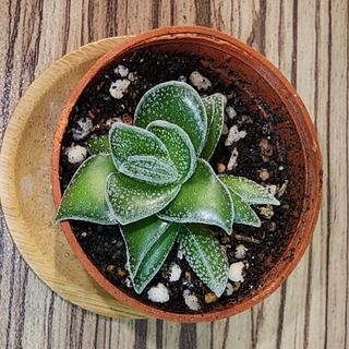 (Category: ) located in . Submitted by succacti (Listing ID 1233026928, Image 1). Description: .