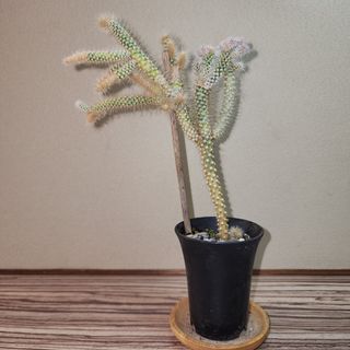 (Category: ) located in . Submitted by succacti (Listing ID 1233024929, Image 1). Description: .