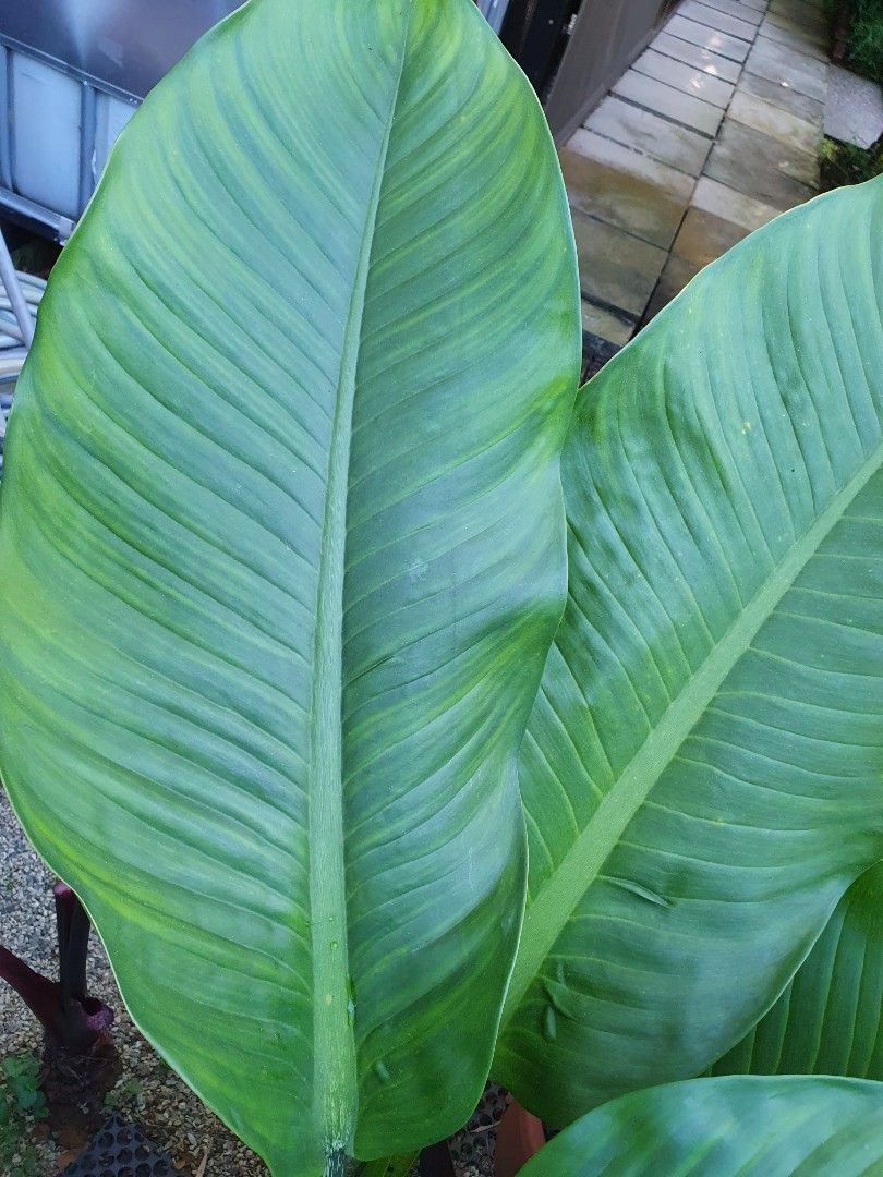 how to pronounce google suite