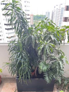 (Category: ) located in . Submitted by mrtuuut (Listing ID 1233078263, Image 1). Description: .