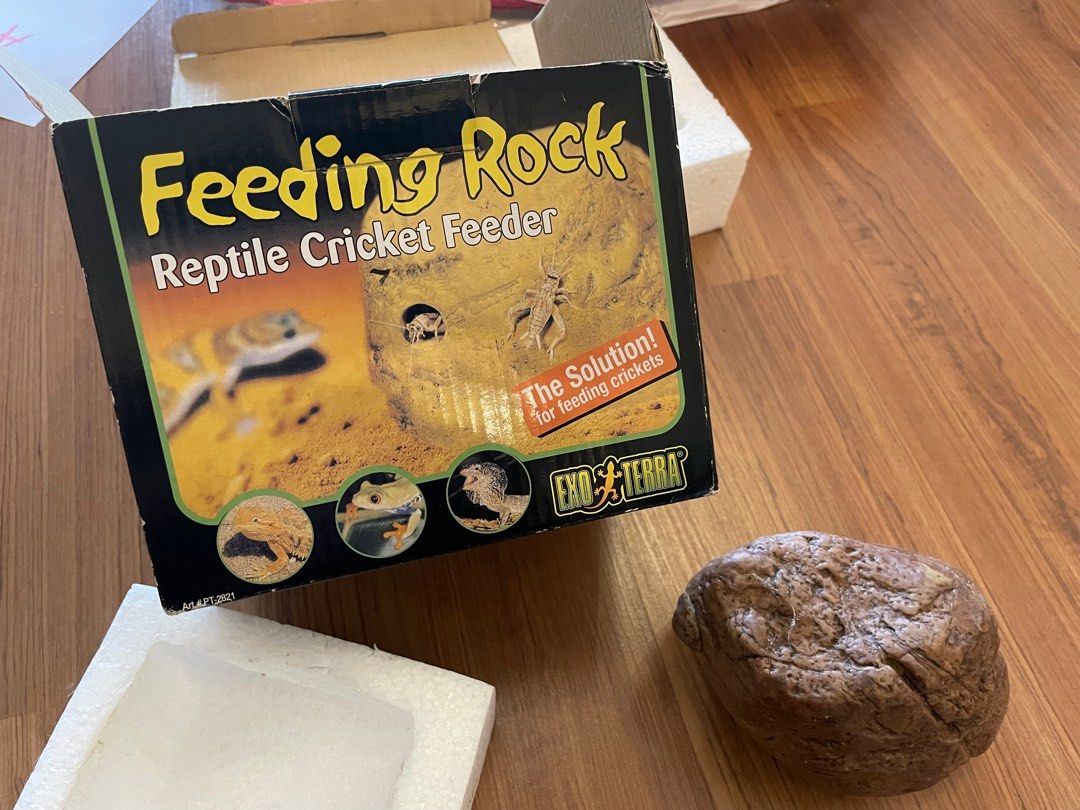 Cricket feeder rock store