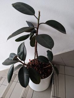*FREE* Rubber plant (ficus elastica) in self-watering hydroculture pot