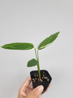 (Category: ) located in . Submitted by phytophilous (Listing ID 1233028079, Image 1). Description: .