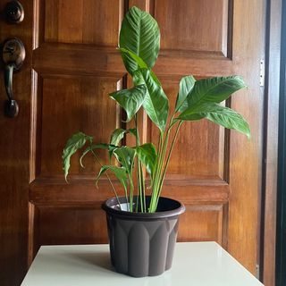 Peace lily indoor outdoor plant office house deco present lucky pokok