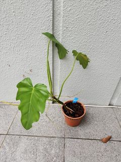 Philodendron Lacerum