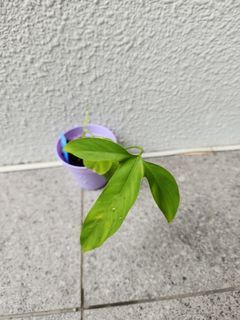 Philodendron Micranthan