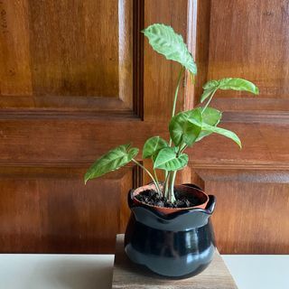 Plant with pot B murah hadiah untuk kawan