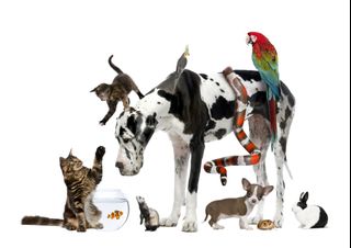 (Category: ) located in . Submitted by Mogalepets (Listing ID 1233018063, Image 1). Description: .