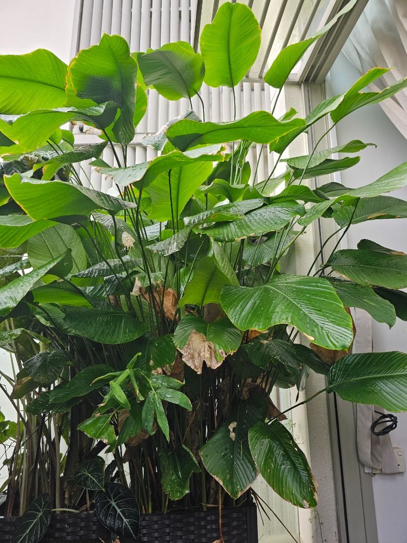 Thaumatococcus daniellii, Sweet Prayer / Miracle Berry Plant in 40x40cm ...
