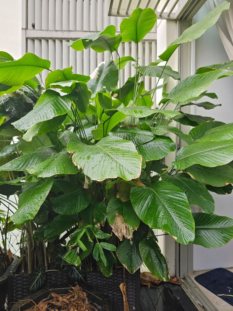 Thaumatococcus daniellii, Sweet Prayer / Miracle Berry Plant in 40x40cm ...