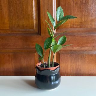 ZZ plant with pot elegant living room deco birthday gift