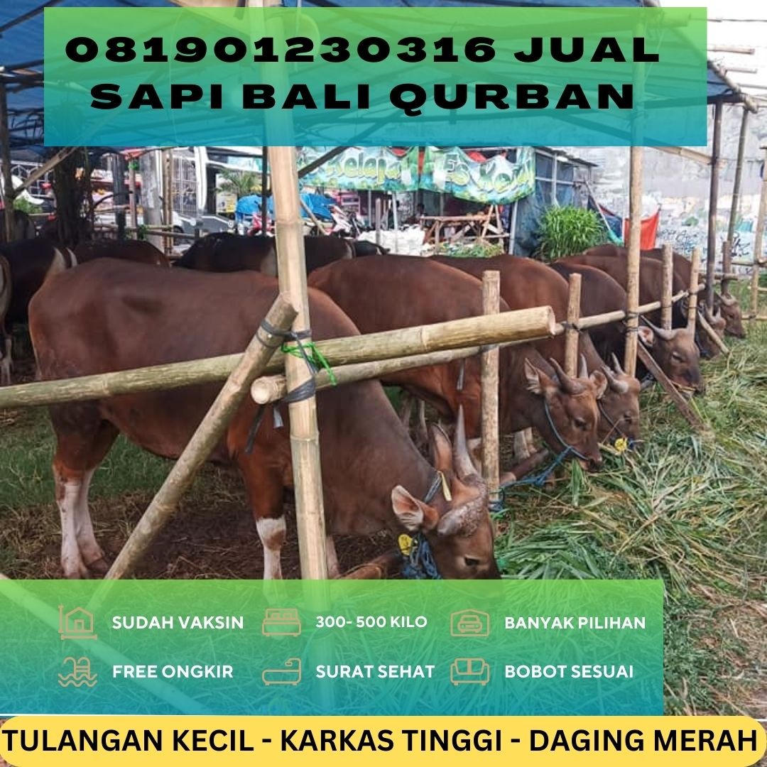 08176861078 harga sapi bali qurban terdekat di kelapa dua kebun jeruk