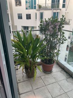(Category: ) located in . Submitted by gaietta (Listing ID 1233205771, Image 1). Description: .