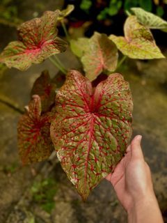 Caladium