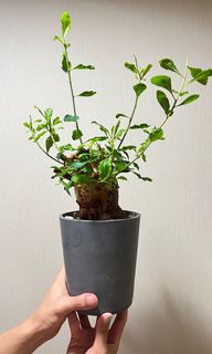 （分類：）位於 。 由 jamziii 提交（商品編號 1218513531，圖片 1）。簡介： 。