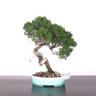 Japanese Itoigawa Shimpaku Bonsai with Shari 日本系鱼川真柏