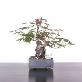 Japanese Maple 'Deshojo' 日本枫树'出猩猩‘