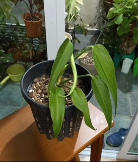 (Category: ) located in . Submitted by 77heyuann (Listing ID 1233315286, Image 1). Description: .