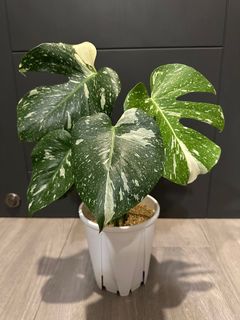 （分類：）位於 。 由 lkyda 提交（商品編號 1233351109，圖片 1）。簡介： 。