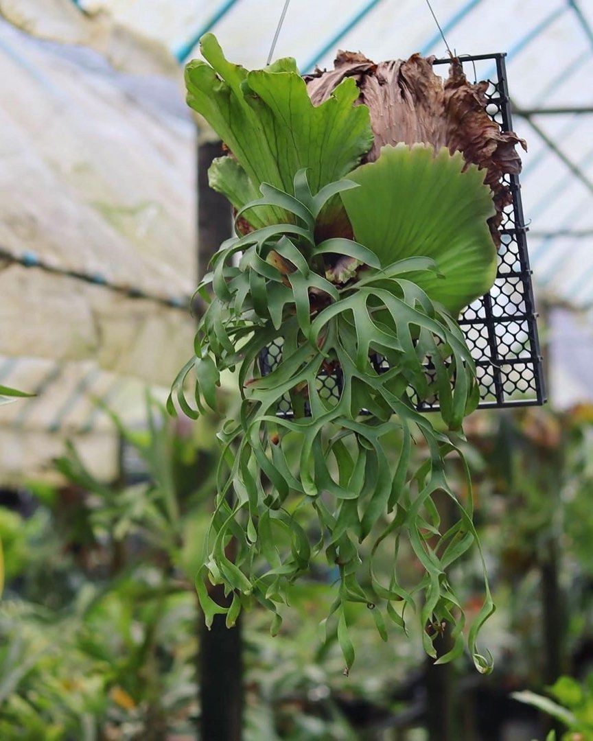 P.coronarium philippines dwarf コロナリウム ビカクシダ コウモリ