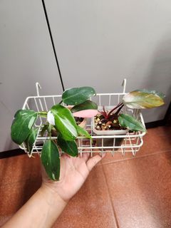 Philodendron white princess & pink princess set