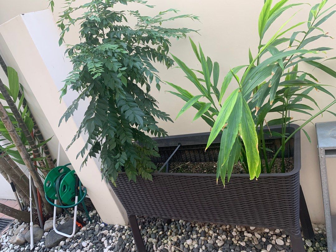 Planter box with soils at plants, Furniture & Home Living, Gardening