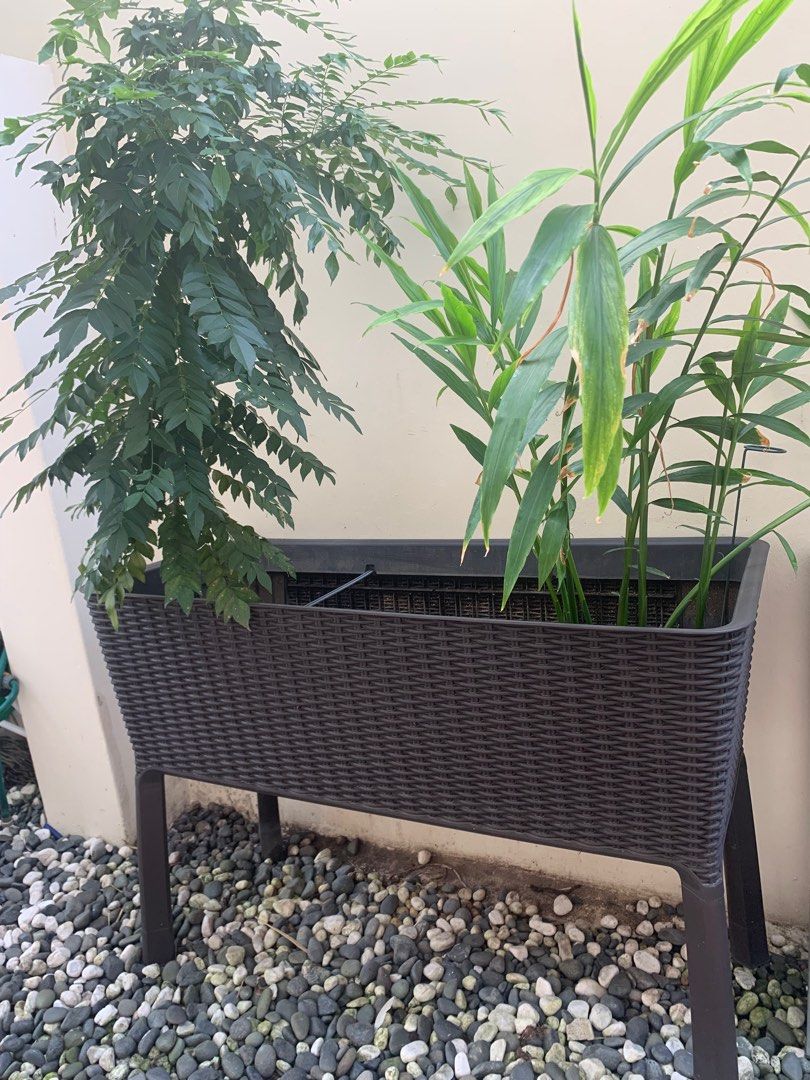 Planter box with soils at plants, Furniture & Home Living, Gardening