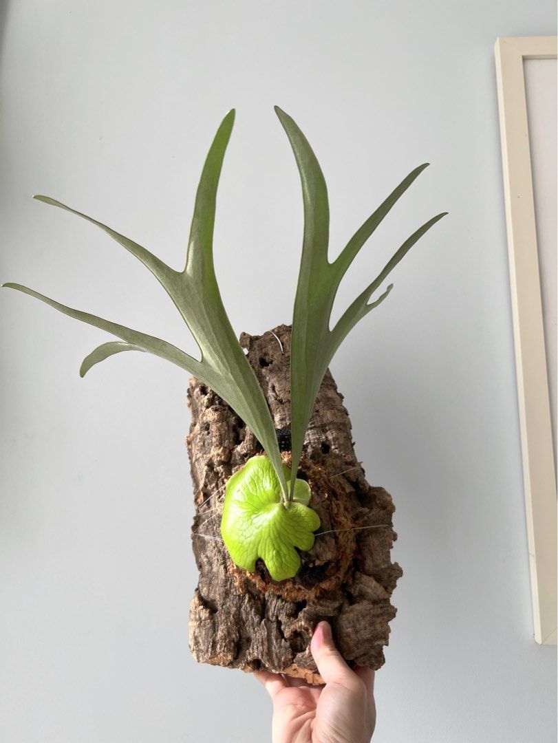 Platycerium Alcicorne Africa, Furniture & Home Living, Gardening