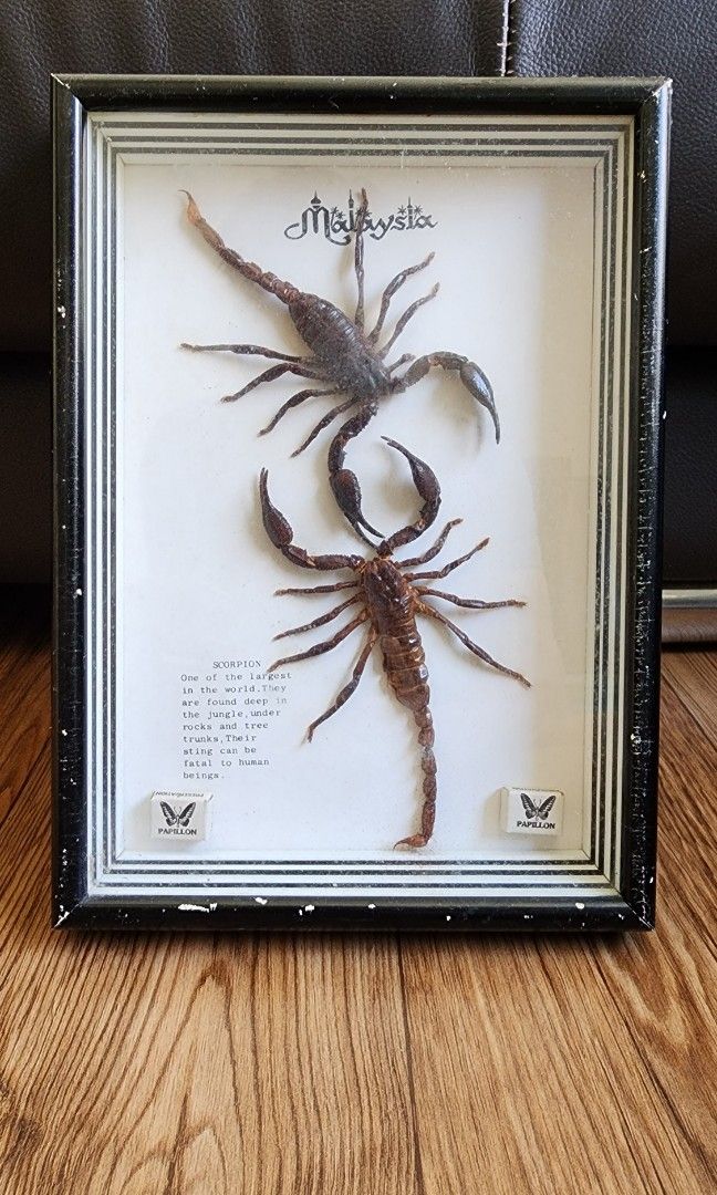 Real Preserved Scorpions Display Frame, Furniture & Home Living, Home