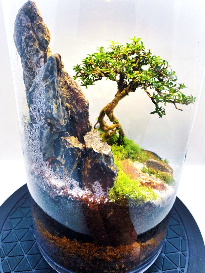 Stairway to the mountain Bonsai terrarium, Furniture & Home Living