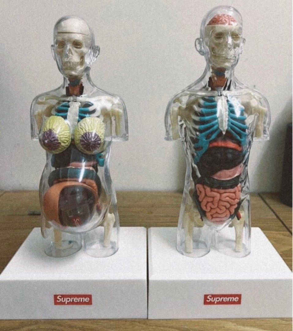 Supreme human anatomy model male and female, 興趣及遊戲, 收藏品及