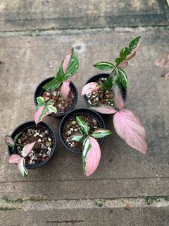 syngonium tricolor