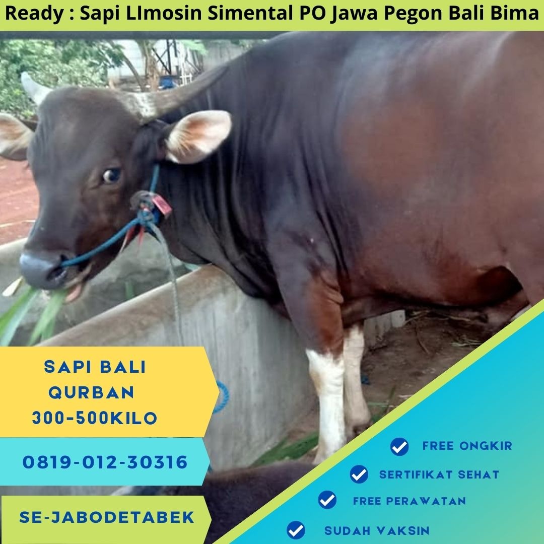 081901230316 Harga Sapi Bali Qurban Terdekat Di Mesjig Agung Al Azhar