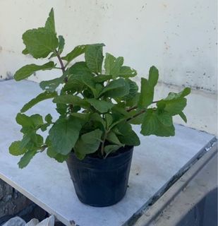 宜蘭農場直送薄荷3寸盆，葉子大，先買先摘，品質保證 #23吃土季
