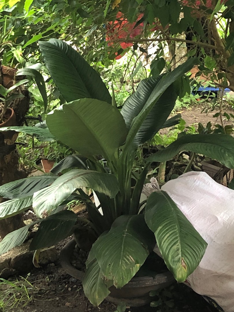 Giant Sensation on Carousell