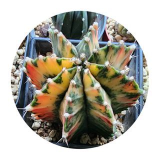Gymnocalycium variegated seed grown BIG (cactus cacti succulent)