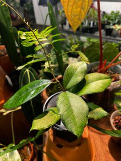 （分類：）位於 。 由 plantjai 提交（商品編號 1233453502，圖片 1）。簡介： 。
