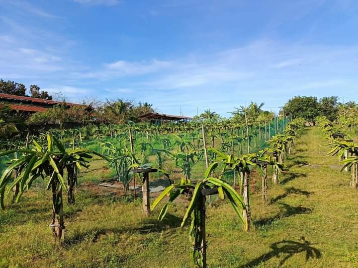 Lemery Batangas near Tagaytay City Residential/ Farm lot with concrete