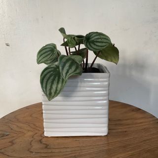 Modern minimalist indoor plant pot