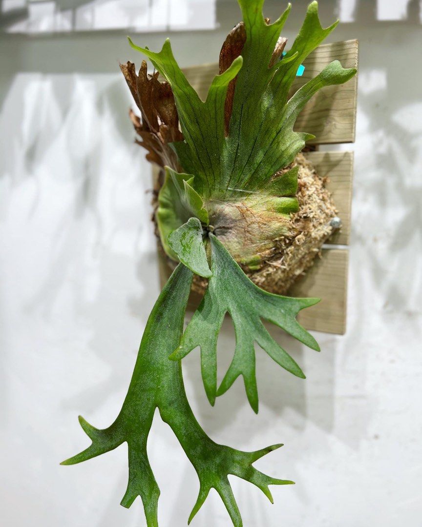 【平凡之鹿】P.willinckii Little Crown Sporeing 平凡之鹿】P.willinckii Little Crown Sporeing P.willinckii Little