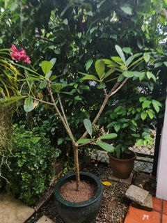 Plants for sale cheap! Collection item 1