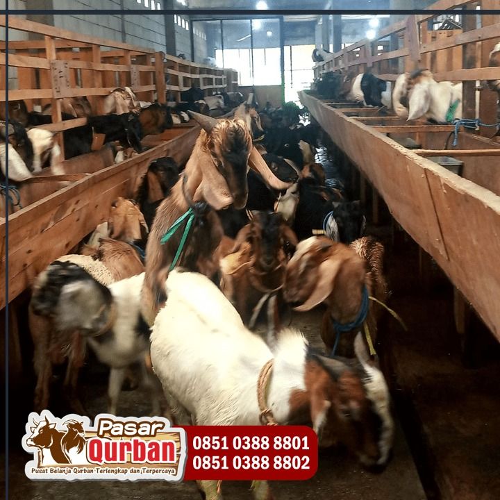 Wa 0851 0388 8801 Harga Sapi Qurban 2023 on Carousell
