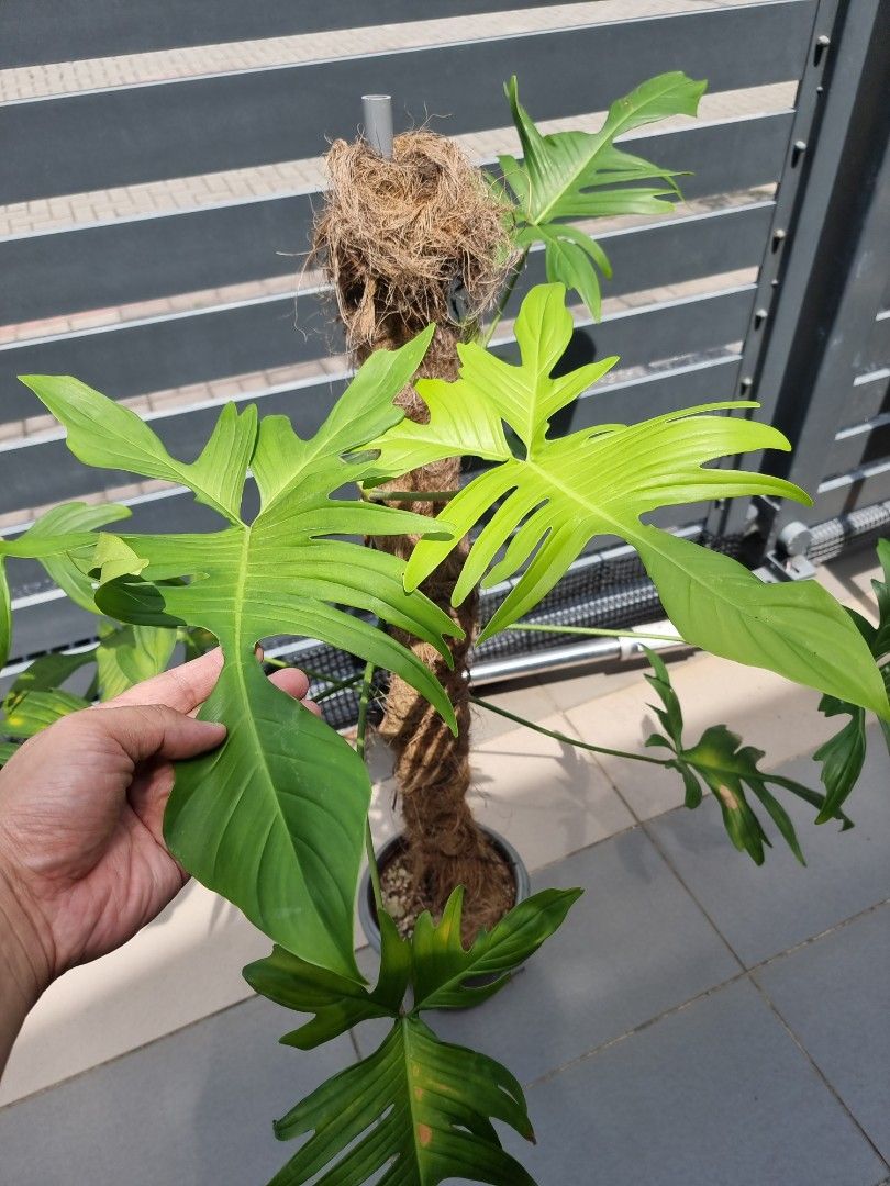 XXL Philodendron Florida, Furniture & Home Living, Gardening, Plants &  Seeds on Carousell