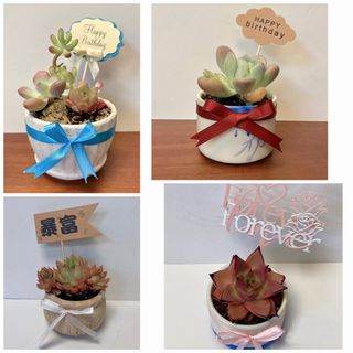 （分類：）位於 。 由 shirinlam 提交（商品編號 1230943626，圖片 1）。簡介： 。