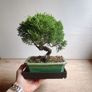 （分類：）位於 。 由 sweetiewinky 提交（商品編號 1229773242，圖片 1）。簡介： 。